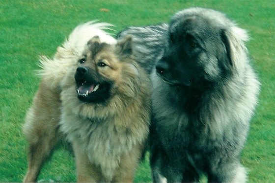 Déroulement consultation Falc'hun - Comportement canin